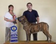 Matriz - Fila Brasileiro Tigrado - Canil Singular - Safira